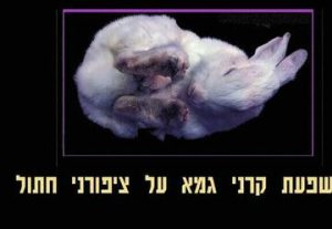 השפעת קרני הגמא על ציפורני החתול - תיאטרון אלפא בישראל