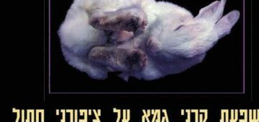 "השפעת קרני הגמא על ציפורני החתול – תיאטרון אלפא" – הצגות